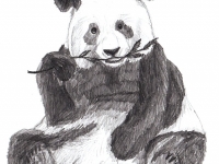 bear-panda